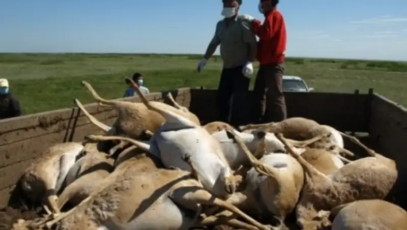 В Костанайской области захоронили 103 тыс сайгаков