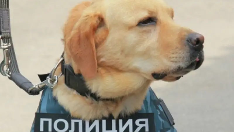 Кинологи не обнаружили взрывного устройства на Новосибирской ГЭС