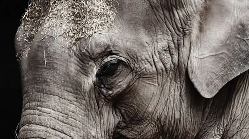 Знакомство с обитателями: в зоопарке Алматы рассказали о жизни слона Лао 