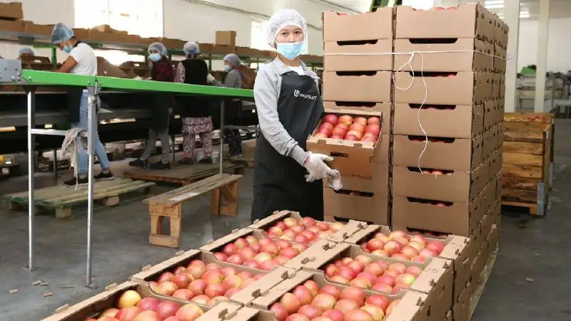 Как в Алматинской области выращивают яблоки