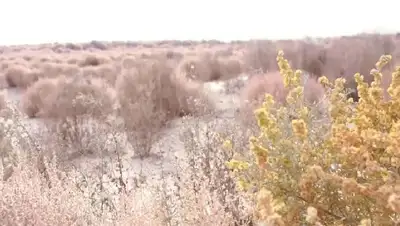 пути решения опустынивания, фото - Новости Zakon.kz от 24.03.2022 10:15