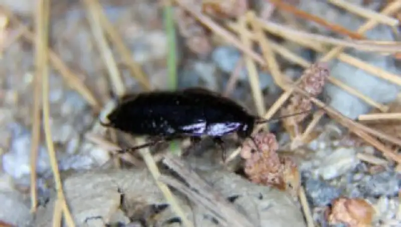 В Актобе многоэтажку захватили тараканы