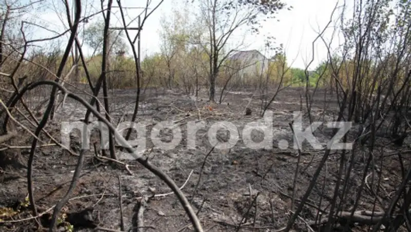 Лесной пожар достиг Уральска: жители боятся за свои дома
