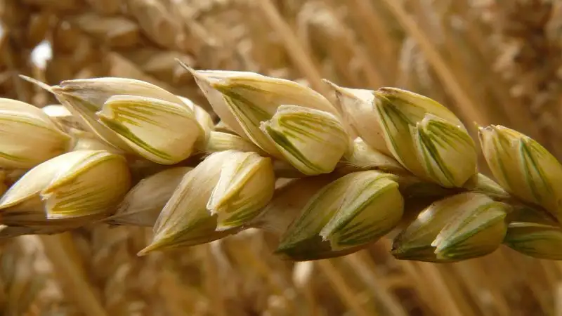 Незаконную схему ввоза зерна на десятки миллиардов тенге вскрыли в Павлодарской области