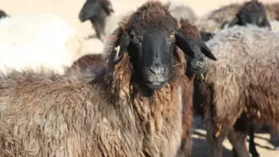 Zakon.kz, фото - Новости Zakon.kz от 18.06.2015 14:45