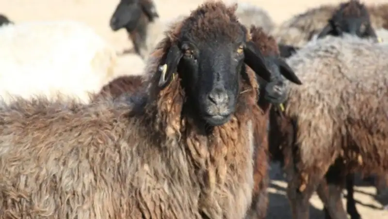 В Мангистау мошенник напоил чабана водкой и украл стадо баранов
