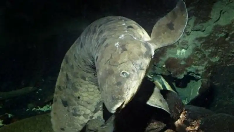 В аквариуме Чикаго усыпили потерявшего аппетит столетнего Дедушку