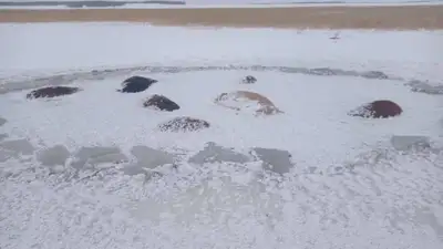 Провалились под лед, фото - Новости Zakon.kz от 05.12.2022 21:32