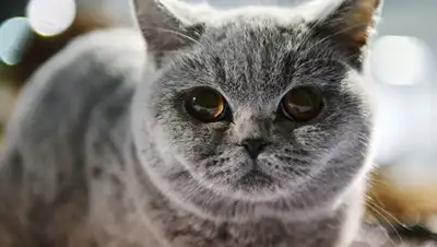 © РИА Новости / Наталья Селиверстова, фото - Новости Zakon.kz от 18.12.2018 07:46