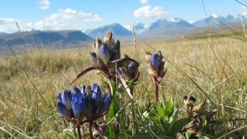 Депутат обеспокоен бесконтрольным вывозом из Казахстана растений и грибов