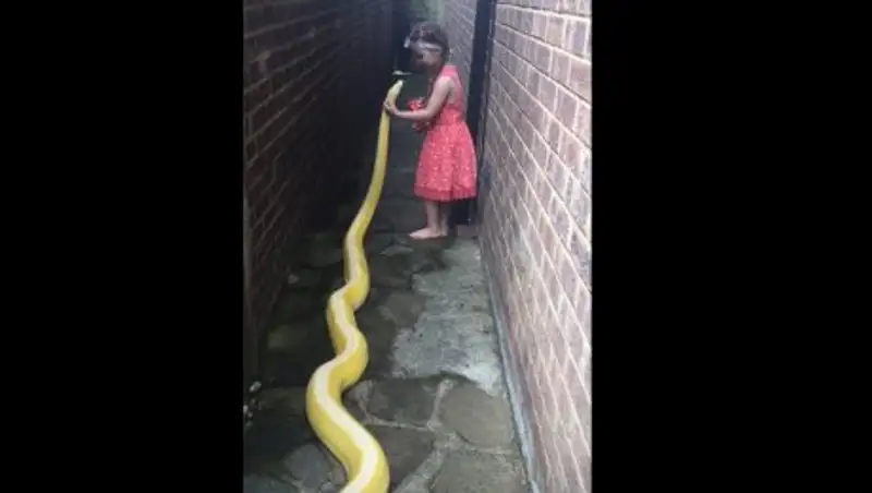 Игры пятилетней девочки с четырехметровым питоном попали на видео