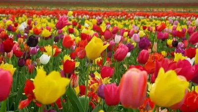 7dach, фото - Новости Zakon.kz от 06.05.2020 06:01