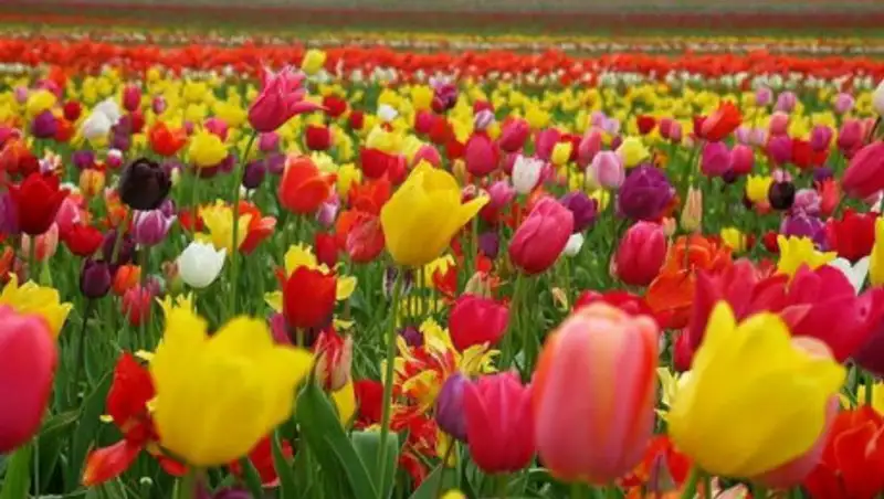 6 мая на большей части Казахстана ожидается погода без осадков