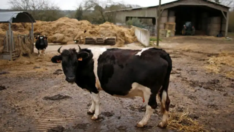 Мужчина расстрелял из ружья двух соседских коров в Алматинской области