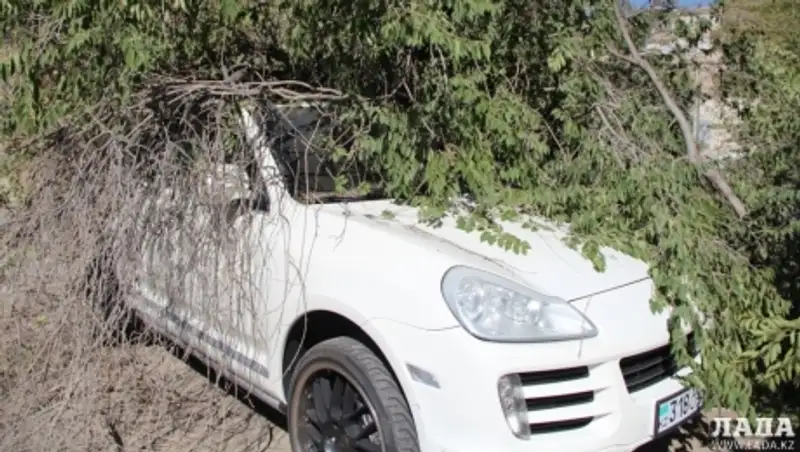 В Актау на Porsche Cayenne упало дерево