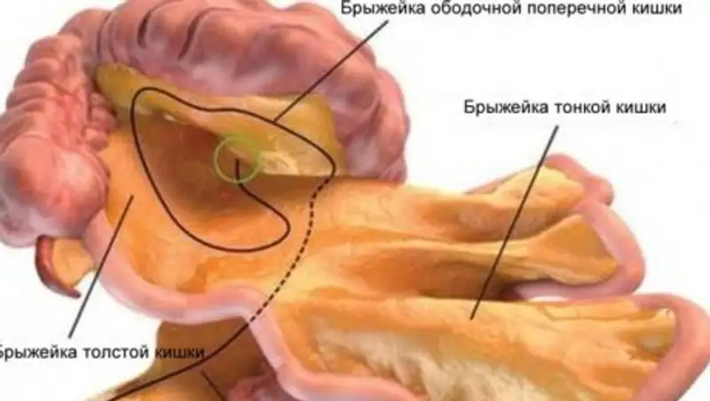 Ученые назвали новый орган в пищеварительной системе человека