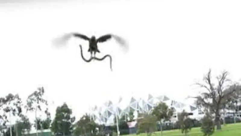 В парке Мельбруна ястреб уронил змею на отдыхающих