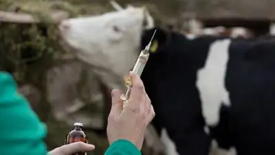 bossagro.kz, фото - Новости Zakon.kz от 12.10.2020 11:36