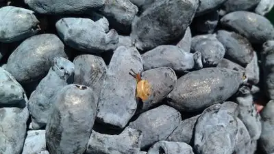 pixabay.com, фото - Новости Zakon.kz от 23.08.2021 00:53