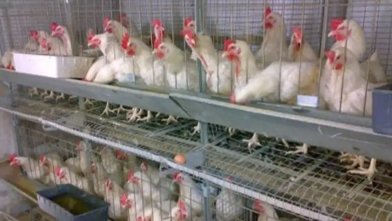 В китайском Гуанчжоу запретили продавать живую птицу из-за вируса H7N9