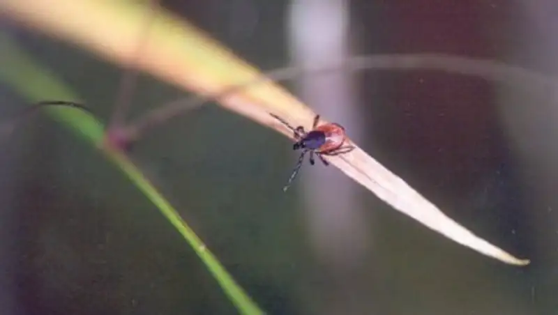 Более 40% алматинцев боятся выезжать в горы и на природу из-за клещей - опрос