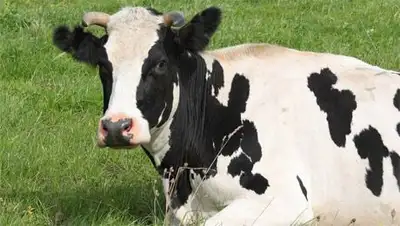 Zakon.kz, фото - Новости Zakon.kz от 05.10.2014 16:54