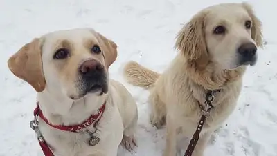 facebook.com/retrivery.help.almaty, фото - Новости Zakon.kz от 29.05.2020 13:51