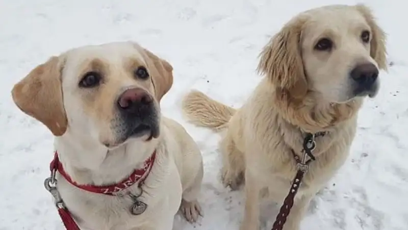 Девушку-волонтера и ее собак избили в Алматы