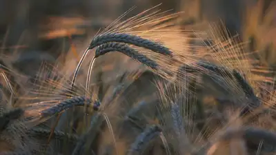 Казахстан планирует ввезти запрет на ввоз пшеницы автотранспортом, фото - Новости Zakon.kz от 30.03.2023 09:37