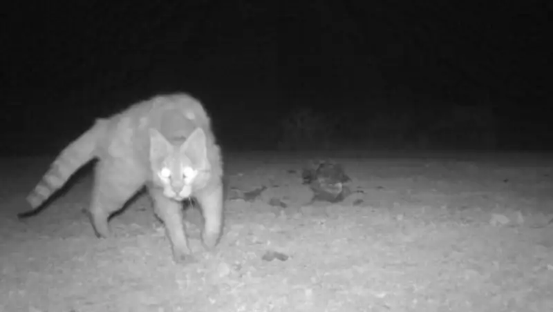 Фантастические звери Устюрта. Степной кот попал в фотоловушку