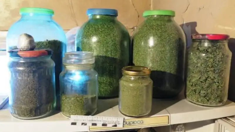 Жительница Актау выращивала в квартире марихуану