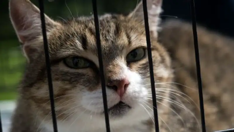 В Омске 40 голодных кошек обглодали умершего хозяина и стали есть друг друга