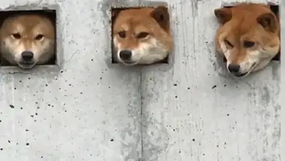 скриншот видео, фото - Новости Zakon.kz от 09.08.2018 16:58