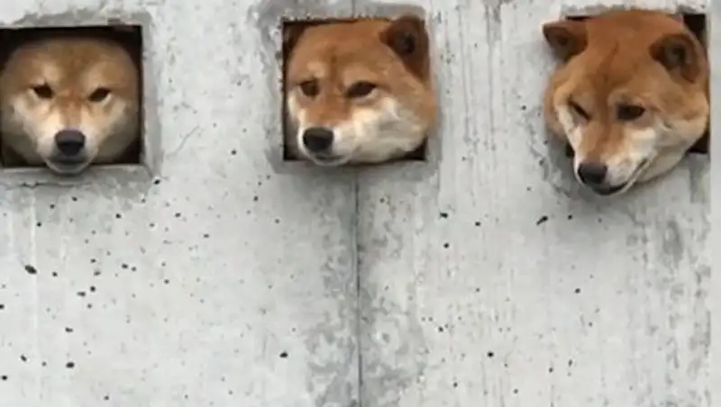 Собаки-улыбаки: как три японских пса влюбили в себя соцсети