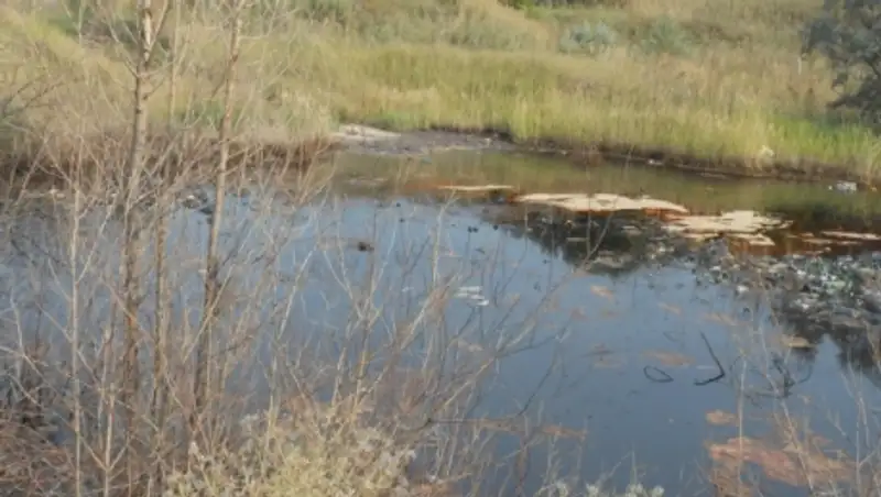 Масло, обнаруженное в озере на окраине Усть-Каменогорска, оказалось растительным