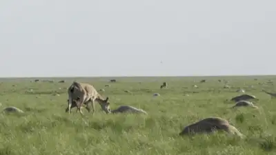 Zakon.kz, фото - Новости Zakon.kz от 24.05.2015 15:04