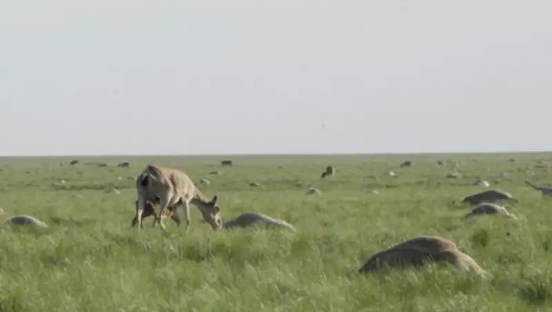 Новая версия причины  гибели сайгаков -  доктор бионаук