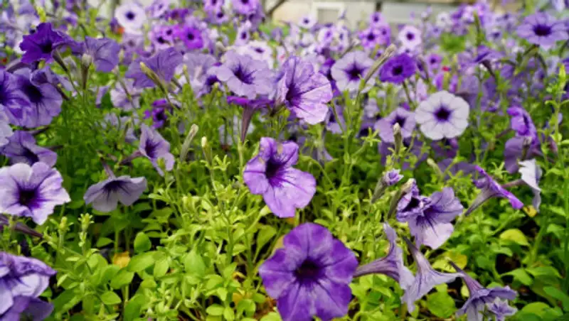 В Нур-Султане активно ведутся работы по озеленению