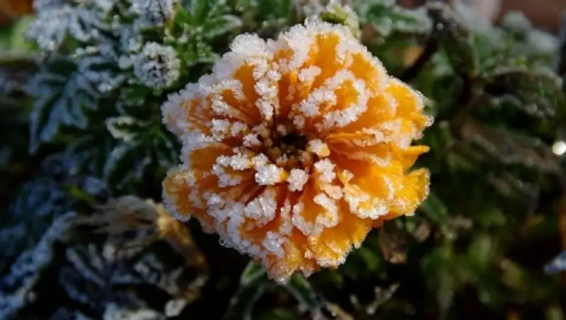 В шести областях Казахстана ожидаются заморозки