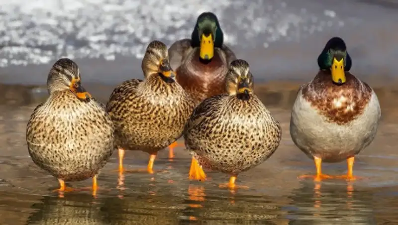 В ВКО обнаружили сотни мертвых диких уток