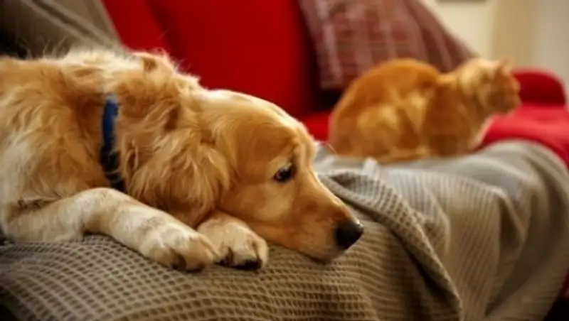 В Алматы собираются обложить налогом домашних кошек и собак