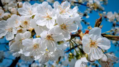 Pixabay, фото - Новости Zakon.kz от 07.03.2019 09:11