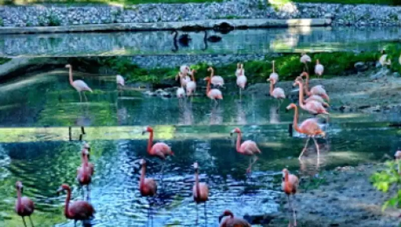 В зоопарке Алматы для размножения фламинго установили «обманчивые» зеркала