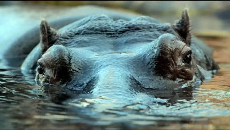 Единственный в Сальвадоре бегемот умер после нападения неизвестных