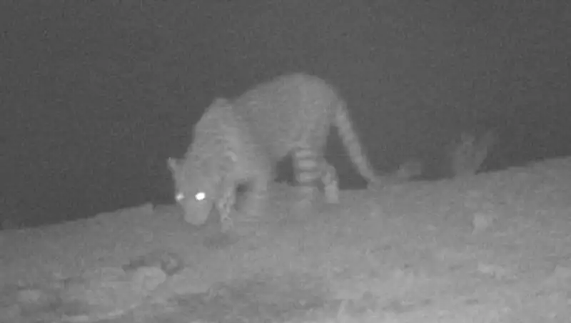 Леопард впервые попал в фотоловушку в казахстанском заповеднике