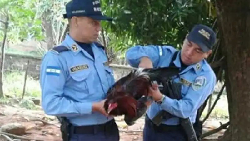 В Гондурасе петуха посадили в тюрьму
