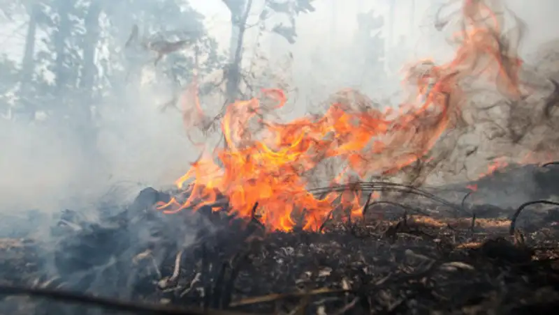 Лесник погиб при тушении пожаров. Вдова отсудила крупную сумму