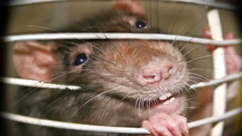 В Астане впервые за 15 лет зафиксирован случай заболевания листериозом