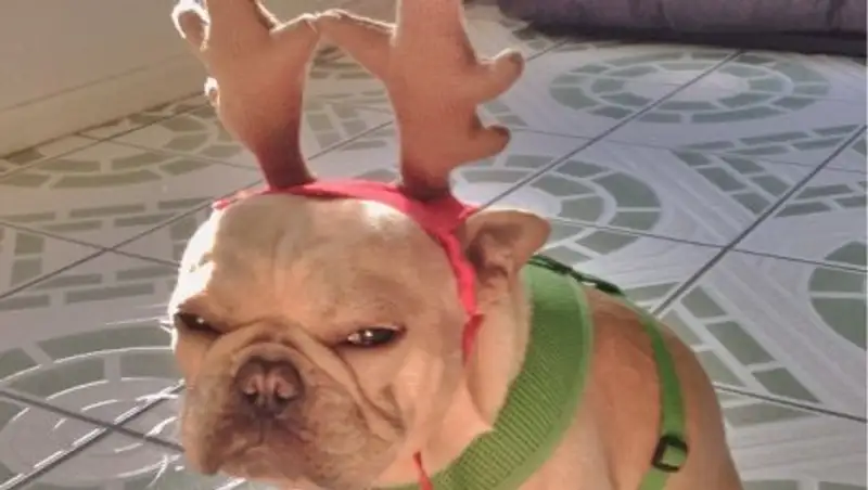 12 фото, в которых напрочь отсутствует праздничный дух