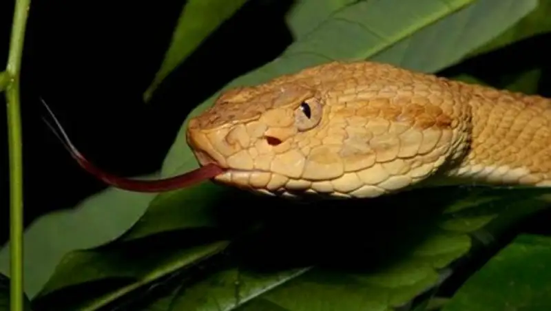 Биолог: бразильский мальчик мог убить змею укусом в сердце